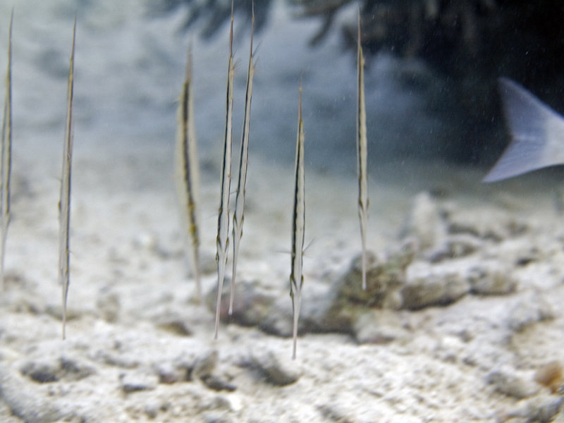 Mabul, Paradise 1 and 2, Razorfish